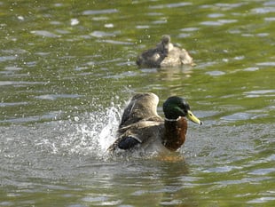 Almost 100 water pollution incidents not visited immediately in East Hampshire – as attendance drops across England