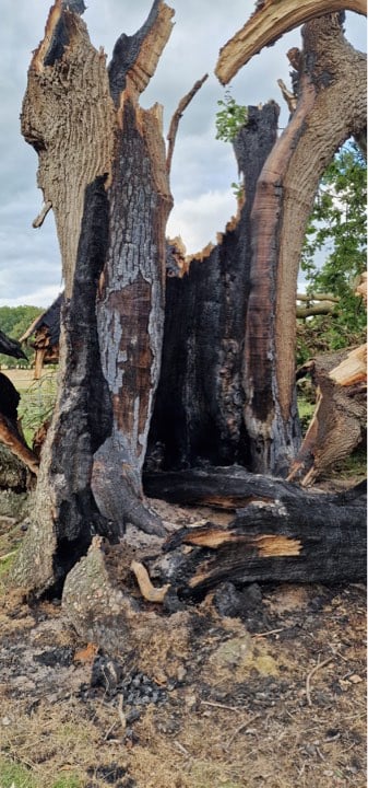 Tree destroyed by lightening at Petworth Park