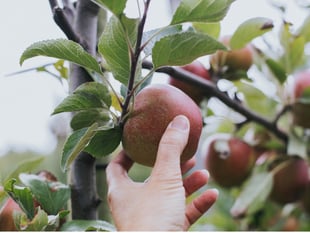 Blackmoor Apple Tasting this weekend