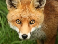 “Revolting” smell from woman's fox enclosures sparks court battle