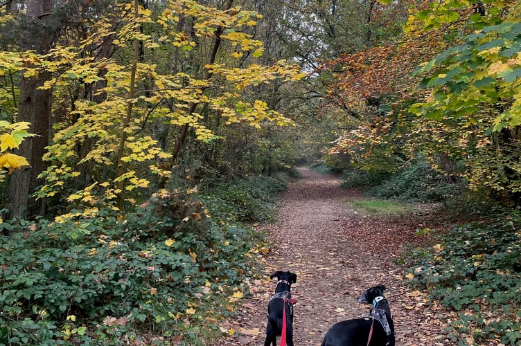 Hogmoor Inclosure autumn dog walk