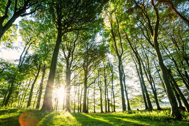 National Park’s huge planting scheme edges closer to target  
