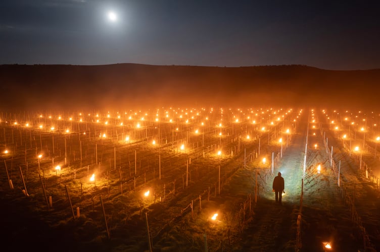 Chris Gorman Vineyard Frost