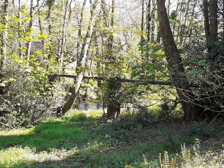 The sewage pipe at risk from trees near Liphook