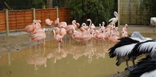 Heads turn as new flamingo enclosure opens at Birdworld