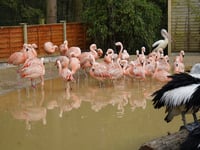 Heads turn as new flamingo enclosure opens at Birdworld