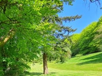 Join the fight to save Haslemere’s countryside – Your support needed!