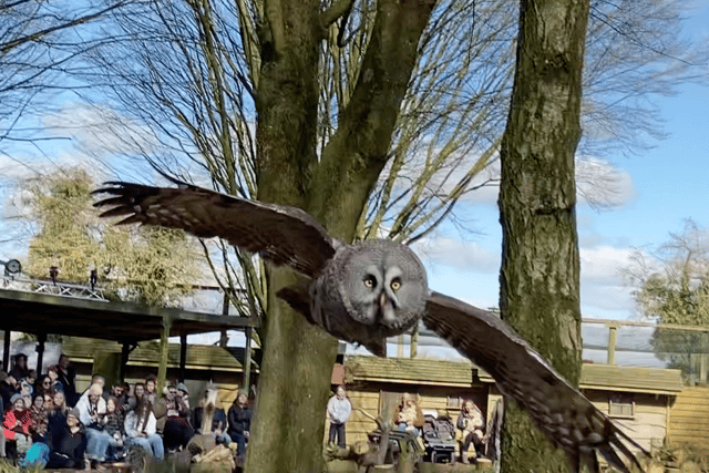 VIDEO: Swoop down to the Hawk Conservancy Trust for a day of bird fun