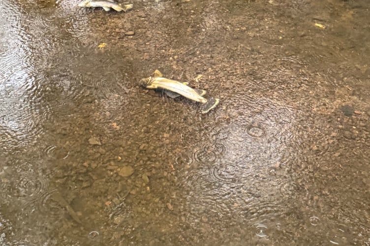 Pippa Mizen River Wey Haslemere Contamination