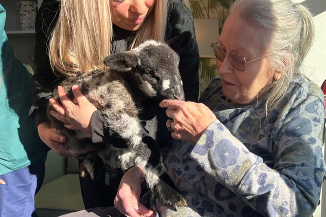 Newborn lambs bring joy to Horndean care home 