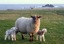 Farmer compensated after sheep mauled on field near Petersfield