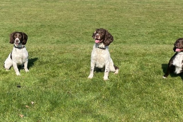 Digi dogs take the lead in Hampshire's digital crime fighting efforts
