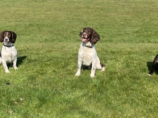 Digi dogs take the lead in Hampshire's digital crime fighting efforts