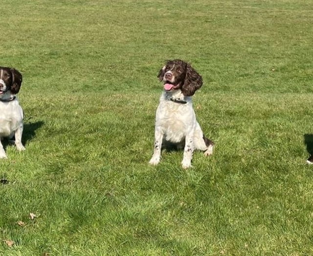 Digi dogs take the lead in Hampshire's digital crime fighting efforts