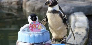 World's oldest penguin Spneb celebrates 37th birthday
