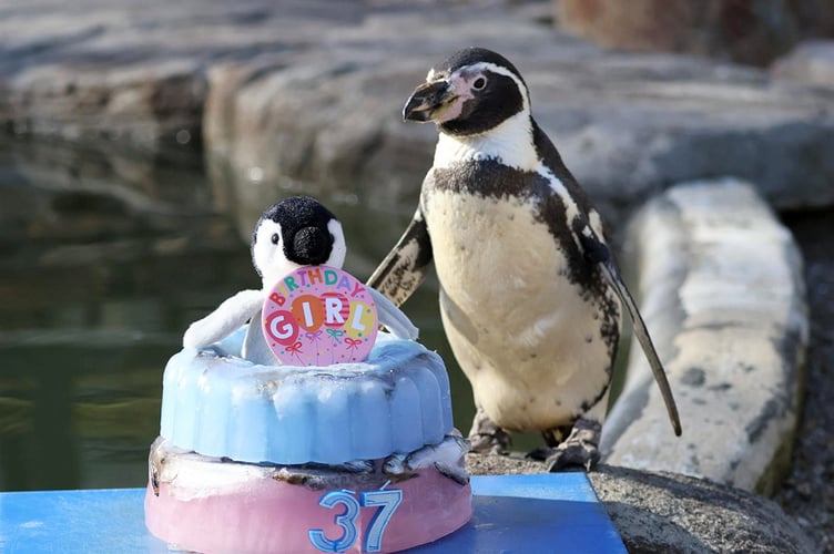 The world's "oldest" penguin celebrated her 37th birthday- with an ice cake made of fish.  Release date  April 18, 2025.  Spneb, a Humboldt penguin, resides in Paradise Park Cornwall, in Hayle.  Marking the occasion on Wednesday (16 April), the park presented Spbeb with a birthday cake of ice featuring her favourite fish - sprats - topped with a fluffy toy penguin made by one of her keepers.  Spneb's keepers say records kept by zoos around the world suggest she is the oldest of her type across the globe and is "amazing for her age". 
