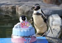 World's oldest penguin Spneb celebrates 37th birthday