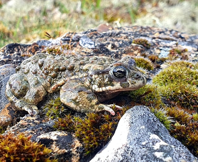Back from the brink as rare toads making comeback on heathland