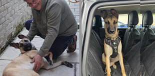 Reunion under the stars as missing mutt sniffs out midnight searcher
