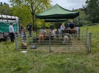 Haslemere Museum’s animal day is the G.O.A.T