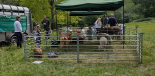 Haslemere Museum’s animal day is the G.O.A.T