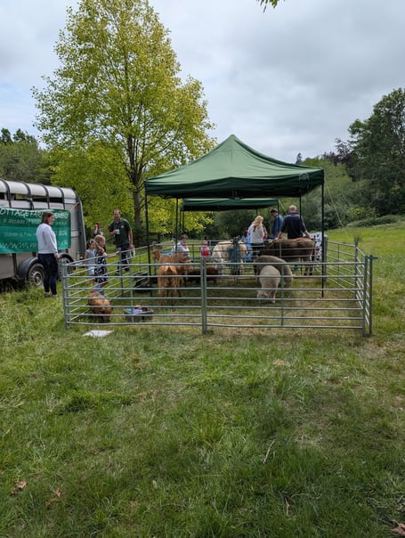 "A goat day out!" Children meet some fluffy friends in the museum garden, courtesy of Mill Cottage Farm Experience
