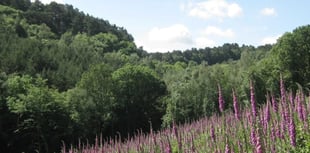 Charity launches ambitious project to restore rare heathland
