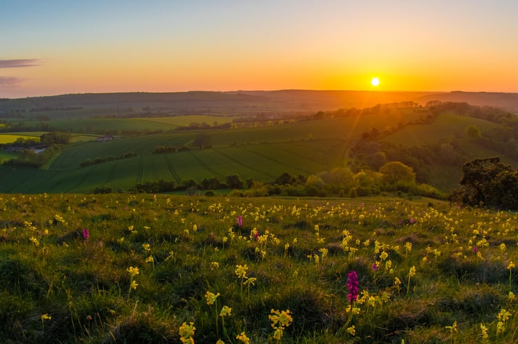 Orchids on Butser Hill by Lewis Watt