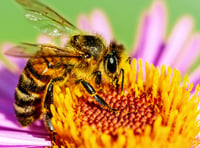 Buzzing with interest: Haslemere Morning WI’s June meeting