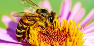 Buzzing with interest: Haslemere Morning WI’s June meeting