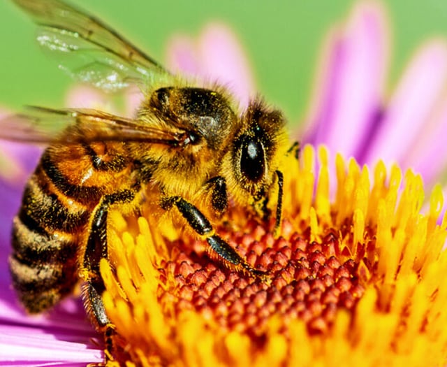 Buzzing with interest: Haslemere Morning WI’s June meeting