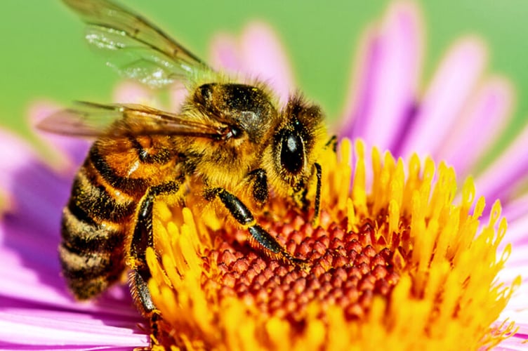 Stock image of bee