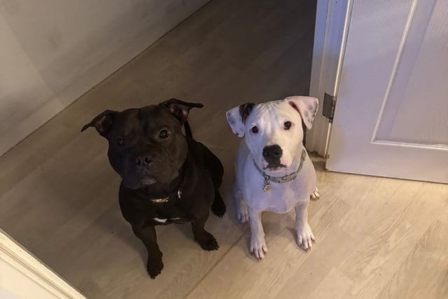 Police under fire for shooting puppy