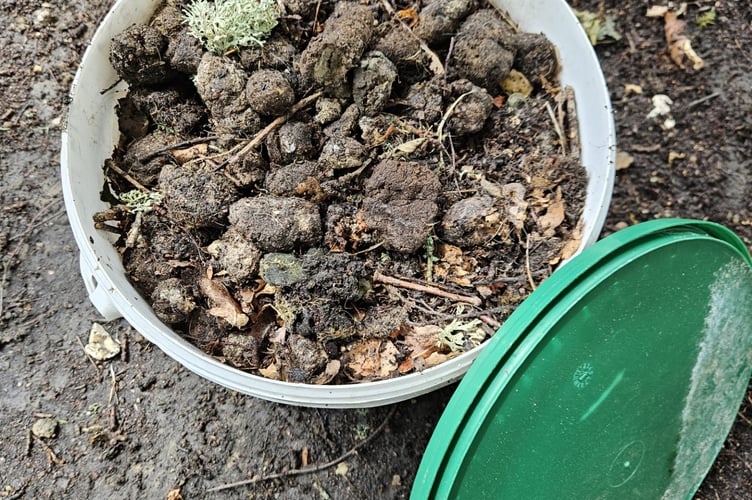 Wildlife habitat at risk as invasive species thrive on nutrients from dog waste