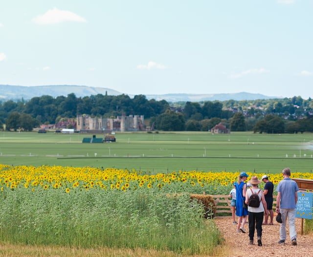 Cowdray's maize maze returns this August