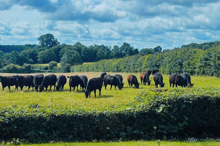 Farmer Angus Stovold's cows