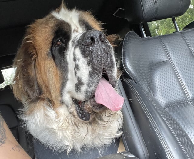 County Market boost to give life-saving surgery to gentle giant