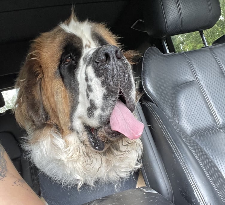 Grizzly St Bernard Worldham