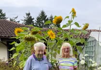 Blooming brilliant: Liphook sunflower winners reach new heights