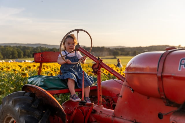 Thousands of visitors have enjoyed Cowdray’s Maize Maze this summer
