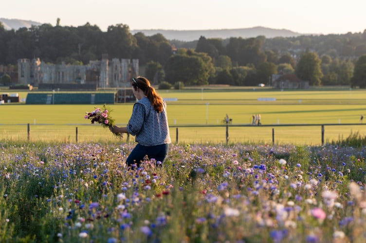 Flower picking patch at Cowdray's Maize Maze 2025