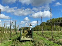 WATCH: Volunteers hop to it for Hogs Back harvest