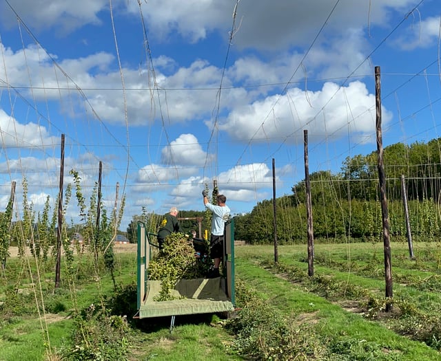 WATCH: Volunteers hop to it for Hogs Back harvest