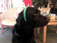 Bentley brings joy to care home residents