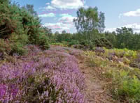 Hampshire women to save rare heathland