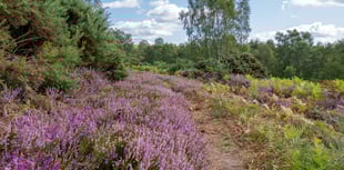 Hampshire women to save rare heathland