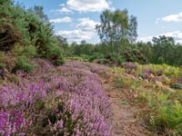 Hampshire women to save rare heathland