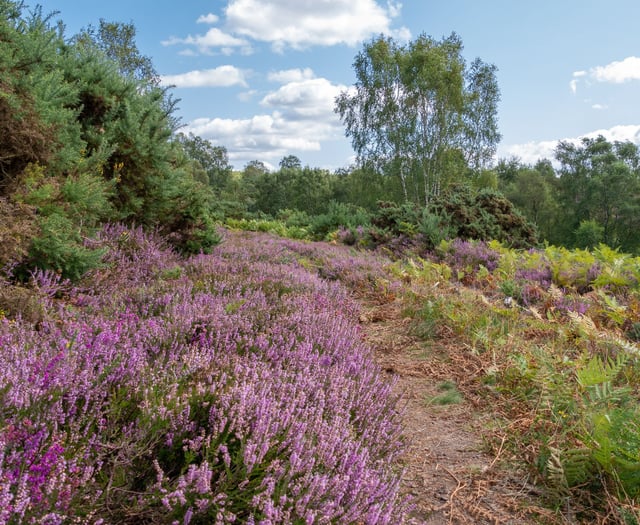 Hampshire women to save rare heathland