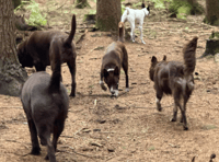 Peeps into the Past: Who let the dogs out? 