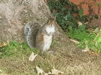 What a shock as squirrel blamed for power cut